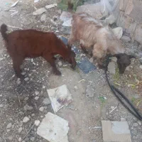 دوتا کهره ماده