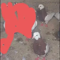 جفت طوقی سرخ
