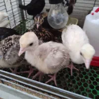 جوجه بوقلمون 4روزه