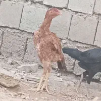 دو عدد جوجه لاری