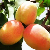 فروش نهال  میوه قوی کیفیت در نهالستان یاس مسترن