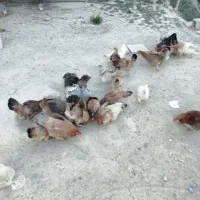 50مرغ تخمی