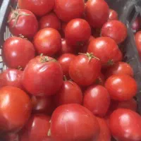 گوجه فرنگی قوچان برای رستوران وهتل داران ومغازه