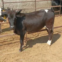 گوساله ماده تلیسه یک راس