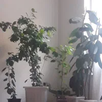 گل های زیبای ختمی ،تیفوس، مخمل ،شمعدانی