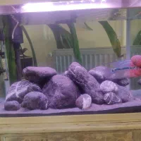 فروش ماهی فلاور واکواریوم شرکتی