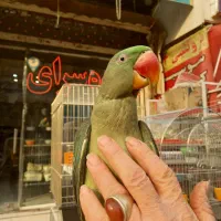 جوجه شاه طوطی نر چیکو سخنگو دستی رام شاه تخم باهوش