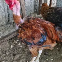 خروس سه عدد