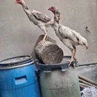۲عدد مرغ اوشامو جوان