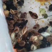 جوجه گلپایگانی