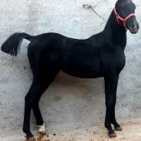 اسب کرد
