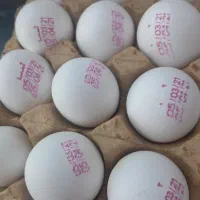 تخم مرغ تازه  کیلو ۱۸۰