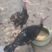 سی عددبوقلمون چهار ماهه محلی ارگانیک