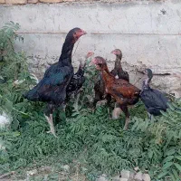 مرغ لاری