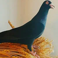 کبوتر اسطوره عتیقه