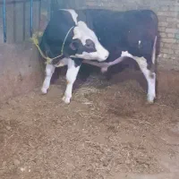 گاو
