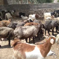 میش تخمی. قوچ بره ماده