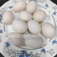 تخم کبوتر