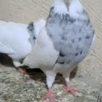 طوقی الماسی