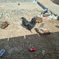 خروس نژاد ایام سمانی فروشی