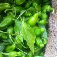 فلفل خوراکی بدونه کود زمانتی ۲۵۰تمام ارگانیک لوبیا