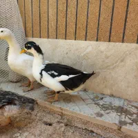 ۴ تا اردک نر و ماده سالم و سرحال ۵ ماهه