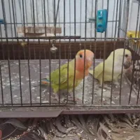 جفت برزیلی یک عدد دستی سرلاک خورده