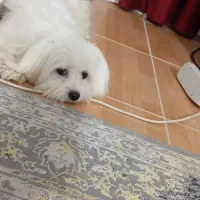 واگذاری 1عددسگ پاکوتاه3ماهه