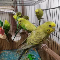 حراجی فوری مرغ عشق