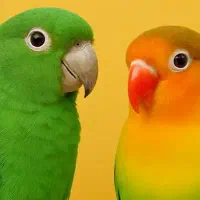 عاشق طوطیم و با خیال راحت شرایط نگهداری  دارم