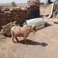 گوشفند