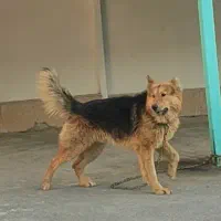 سگ ژرمن مو بلند نر