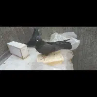 کبوتر اصفهانی