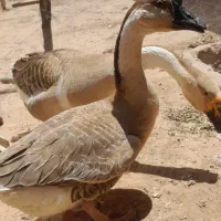 غو غاز اوکراینی
