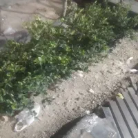 انجام کارخدمات نظافتی