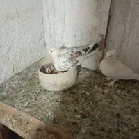 یک جفت کفتر با یک جوجه