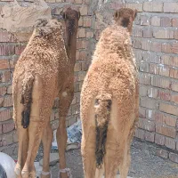 شتر نر روباری