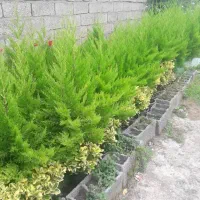 انواع گل گلدانی و نایلکسی