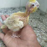 عروس.هلندی.جوجه
