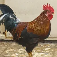 خروس عربی اصیل