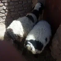 بره وبزغاله