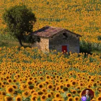 سرایداری