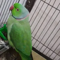 طوطی ملنگو نر