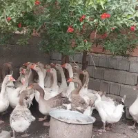 غازنروماده