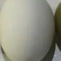 تخم نطفه دار مرغ وخروس آمریکایی