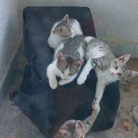پیشی خونگی