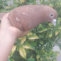 گلی|پرنده|رفسنجان, |دیوار