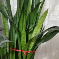 گل.|گل و گیاه طبیعی|نیشابور, شهید بهشتی|دیوار