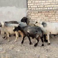 ۱۲عدد میش داشتی ویک عدد قوچ