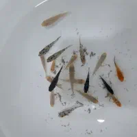 فروش به صورت ده تا به بالا